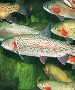 Trout Fish Swimming Diamond Painting
