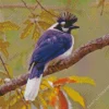 Tufted Jay Diamond Painting