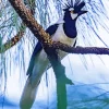Tufted Jay Bird Art Diamond Painting