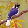 Tufted Jay Diamond Painting