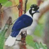 Tufted Jay Bird Diamond Painting