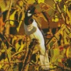 Tufted Jay bird In Sunlight Diamond Painting