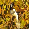 Tufted Jay bird In Sunlight Diamond Painting