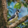 Tufted Jay Eating Diamond Painting