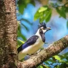 Tufted Jay Eating Diamond Painting
