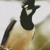 Tufted Jay Looking Up Diamond Painting