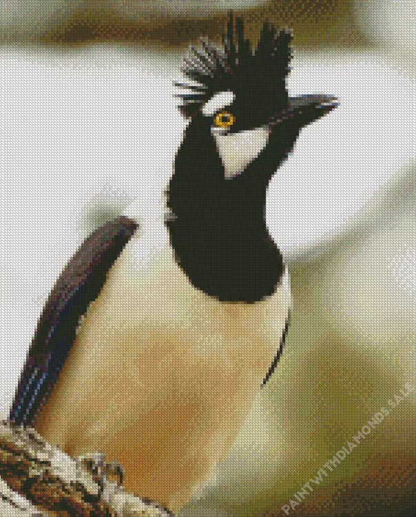 Tufted Jay looking up Diamond By Numbers Tufted Jay Looking Up Diamond Painting