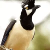Tufted Jay Looking Up Diamond Painting