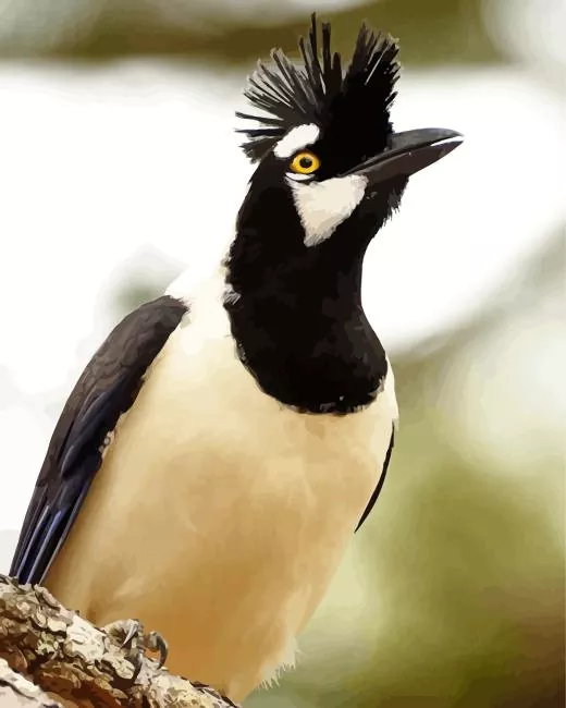 Tufted Jay looking up Diamond Paints Tufted Jay Looking Up Diamond Painting