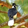 Tufted Jay On A Branch Diamond Painting