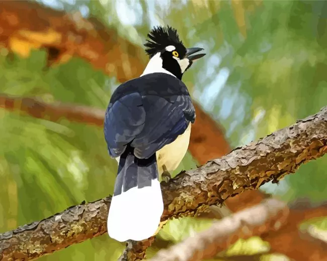 Tufted Jay on a branch Diamond Paints Tufted Jay On A Branch Diamond Painting