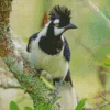 Tufted Jay On A Tree Diamond Painting