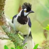 Tufted Jay On A Tree Diamond Painting