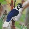 Tufted Jay Side Profile Diamond Painting