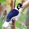 Tufted Jay Side Profile Diamond Painting