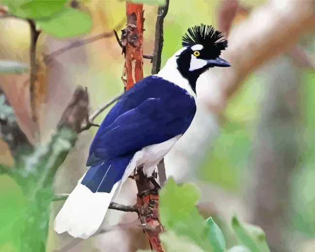 Tufted Jay side profile Diamond Paints Tufted Jay Side Profile Diamond Painting