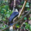 Tufted Jay Back Diamond Painting