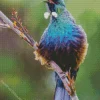 Tui Bird Diamond Painting