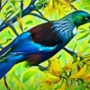 Tui Bird Art Diamond Painting