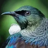 Tui Bird Head Diamond Painting