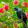Tui Bird On A Floral Tree Diamond Painting