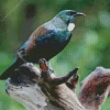 Tui Bird On A Tree Diamond Painting