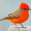 Vermilion Flycatcher Diamond Painting