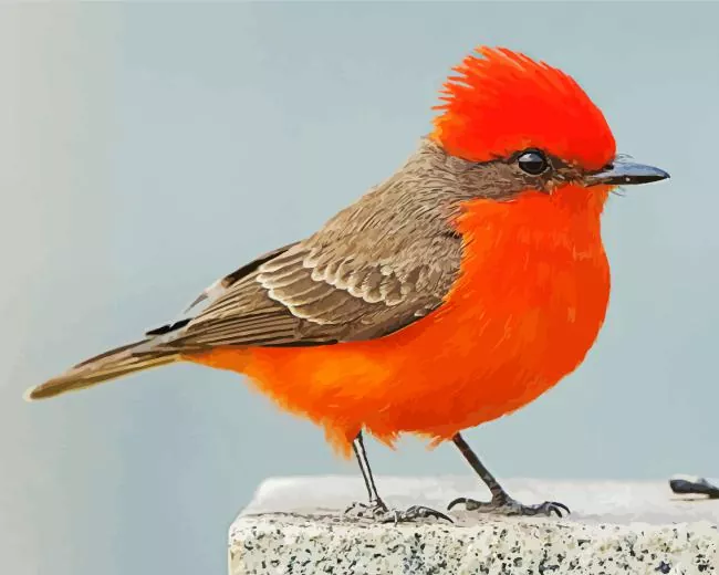 Vermilion Flycatcher Diamond Paints Vermilion Flycatcher Diamond Painting