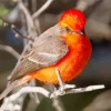 Vermilion Flycatcher Bird Diamond Painting