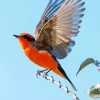Vermilion Flycatcher Flapping Wings Diamond Painting