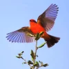 Vermilion Flycatcher Flying Diamond Painting