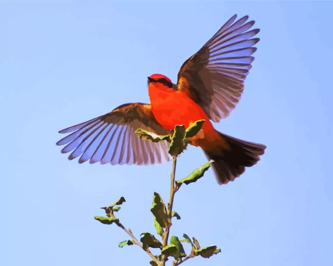 Vermilion Flycatcher flying Diamond Paints Vermilion Flycatcher Flying Diamond Painting