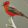 Vermilion Flycatcher On A Branch Diamond Painting