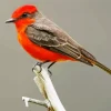 Vermilion Flycatcher On A Branch Diamond Painting