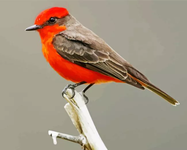 Vermilion Flycatcher on a branch Diamond Paints Vermilion Flycatcher On A Branch Diamond Painting