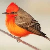 Vermilion Flycatcher On A Wire Diamond Painting