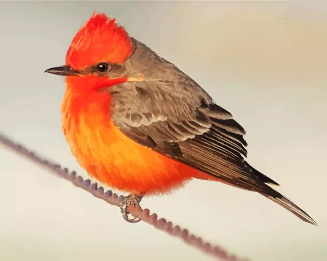 Vermilion Flycatcher on a wire Diamond Paints Vermilion Flycatcher On A Wire Diamond Painting