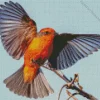 Vermilion Flycatcher With Big Wings Diamond Painting