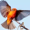 Vermilion Flycatcher With Big Wings Diamond Painting
