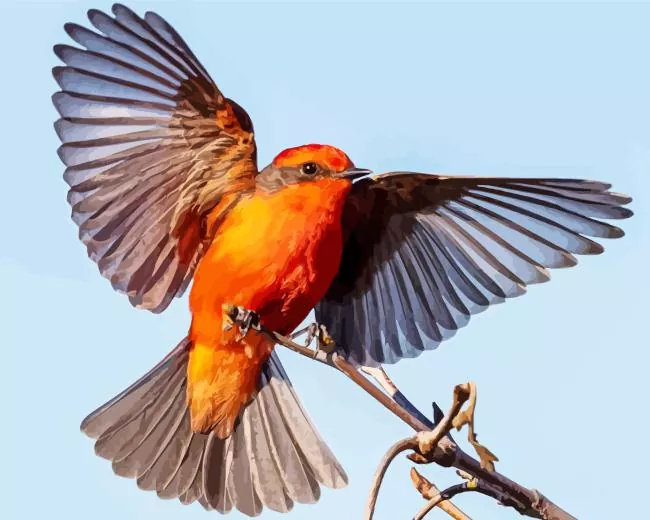 Vermilion Flycatcher with big wings Diamond Paints Vermilion Flycatcher With Big Wings Diamond Painting