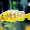 Vibrant Yellow Cichlid Fish Diamond Painting