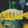 Vibrant Yellow Cichlid Fish Diamond Painting