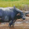 Water Buffalo Diamond Painting