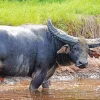 Water Buffalo Diamond Painting