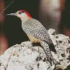 West Indian Woodpecker Diamond Painting