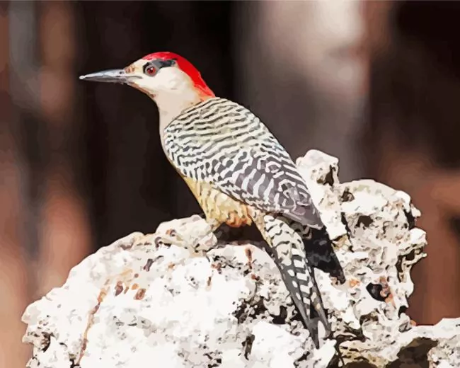 West Indian woodpecker Diamond Paints West Indian Woodpecker Diamond Painting