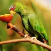 White Fronted Amazon Diamond Painting
