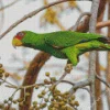 White Fronted Amazon Bird Diamond Painting