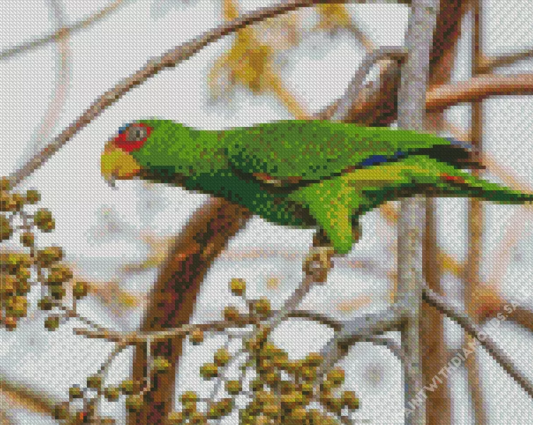 White Fronted Amazon bird Diamond Dotz White Fronted Amazon Bird Diamond Painting