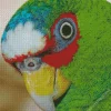 White Fronted Amazon Head Diamond Painting